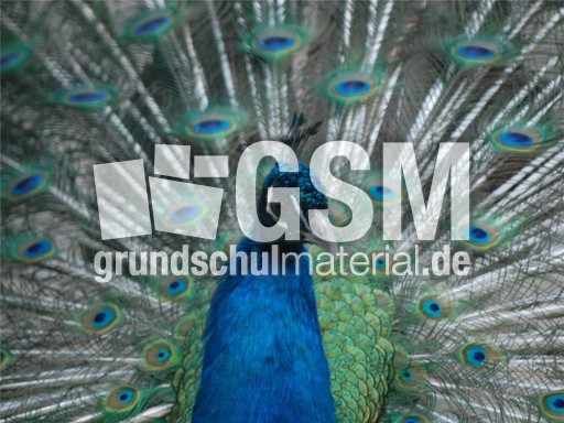 Pfau_1.jpg